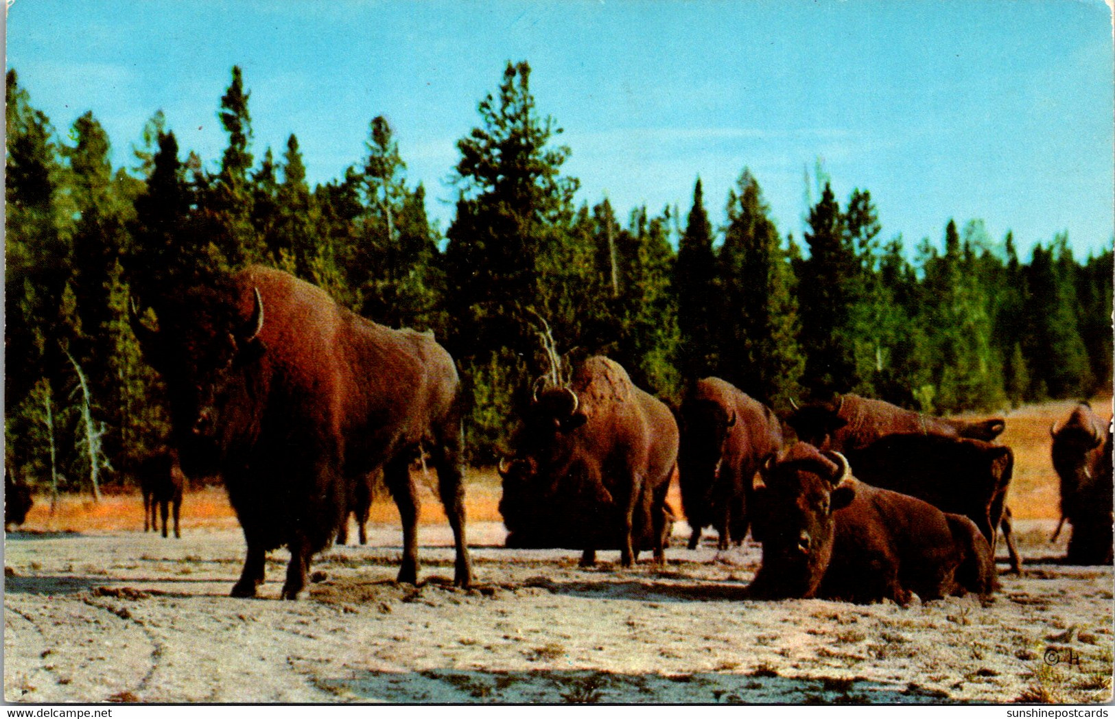 Wyoming Yellowstone National Park Bison Lower Geyser Basin 1961 - Yellowstone