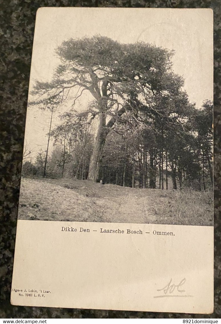 Ommen - Dikke Den - Laarsche Bosch - Gelopen 1911 - Uitgave J. Lokin 't Laar N° 1961 - Ommen