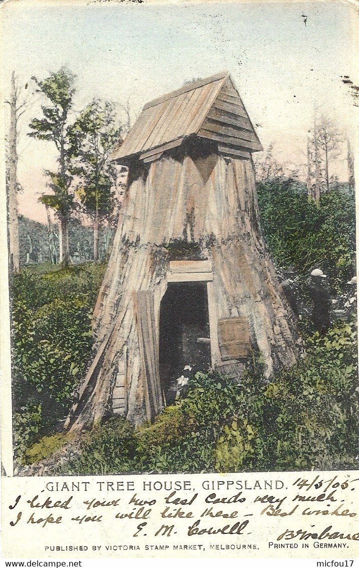 1905- Post Card " Giant Tree House, GIPPSLAND  Fr. Queensland Stamps + French Mar. Octog. Postmark - Lettres & Documents