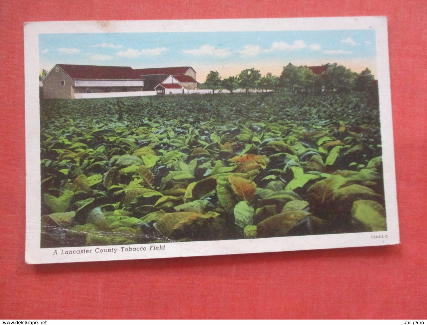 Lancaster  County Tobacco Field     Pennsylvania > Lancaster       Ref 4555 - Lancaster