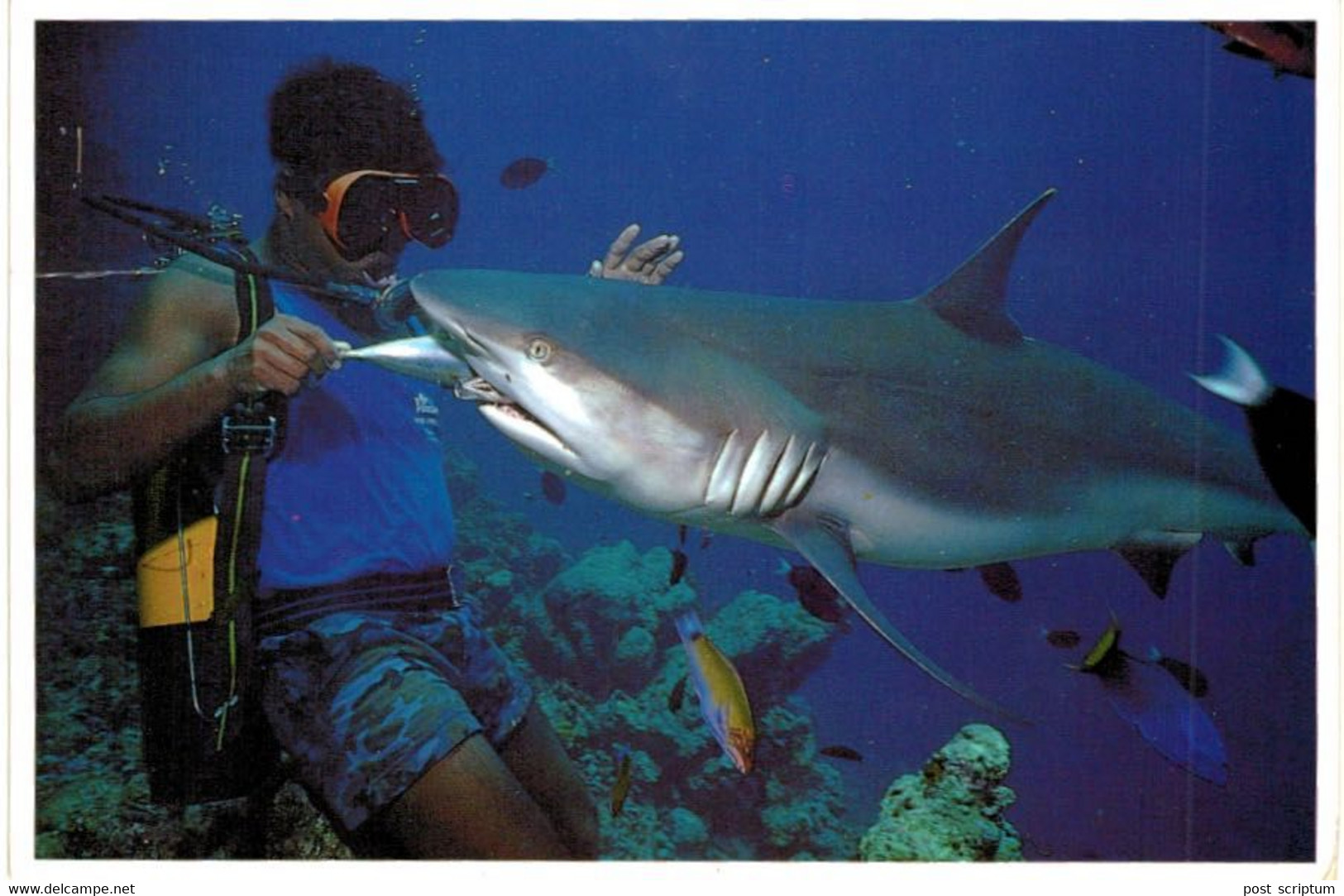 Asie - Maldives -  A Gray Reef Shark Accepting A Free Meal From A Local Driver -  Requin - Maldives