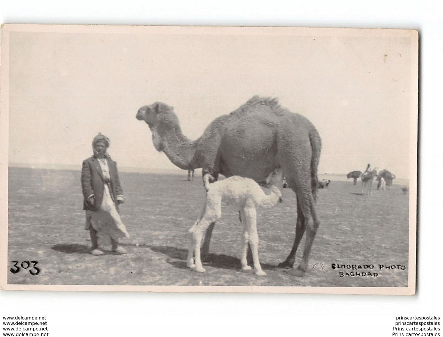 Dromedary - Eldorado Photo Bagdad - Irak