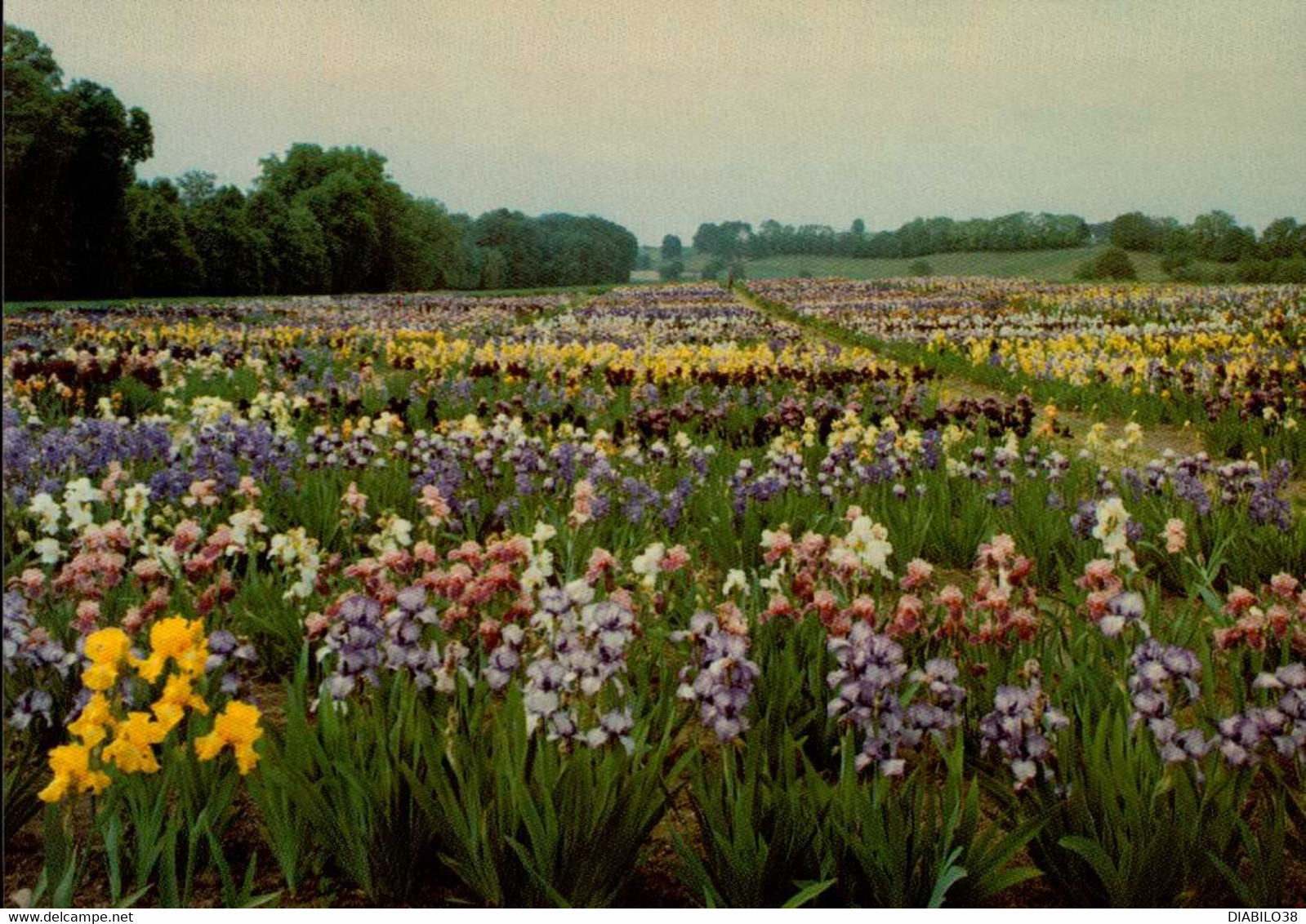 CHATEAU DE VULLIERENS    ( SUISSE )    IRIS - Vullierens