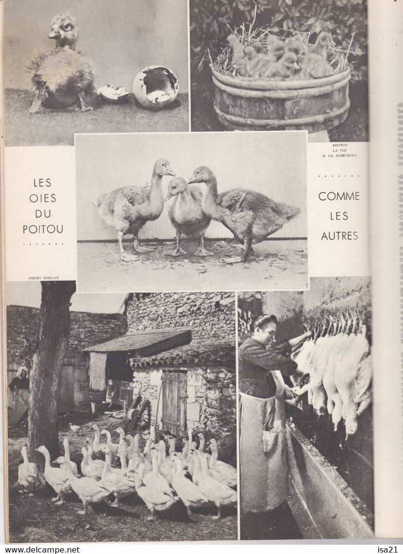 LA FRANCE A TABLE: POITOU N° 25: 1950: Gastronomie, Vieilles Légendes, Rabelais, St Maixent L'école, Couteau Ravaillaic. - Tourism & Regions