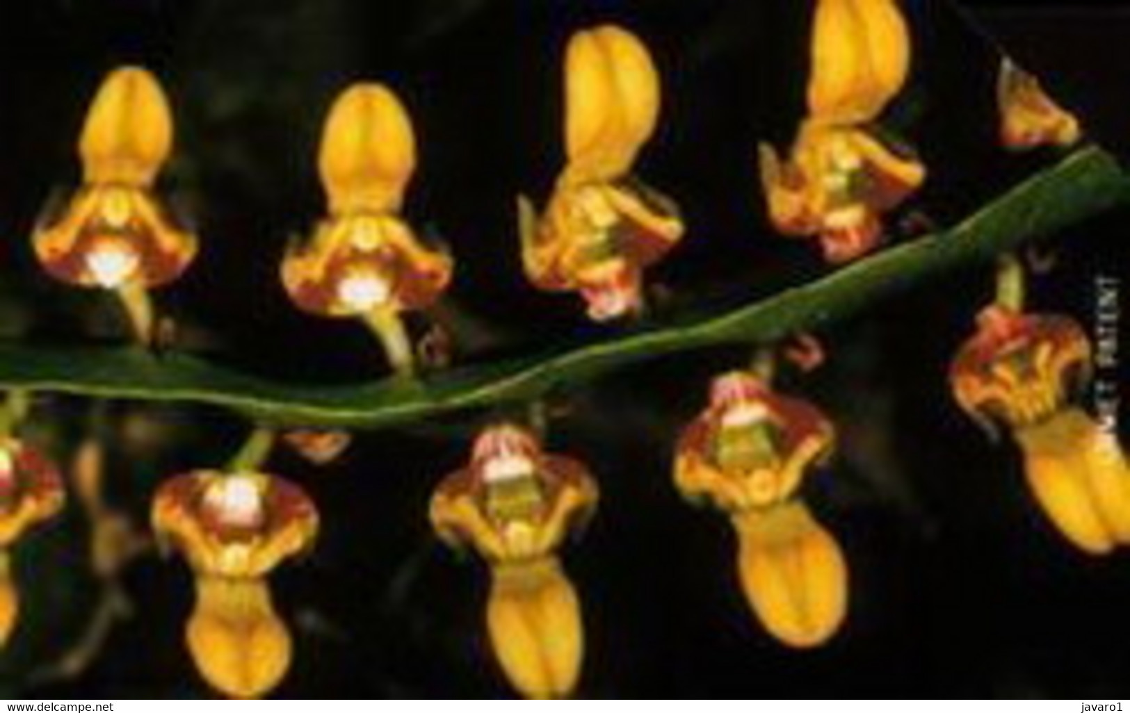 SIERRA : SRL19 200u Orchids Red MINT - Sierra Leone