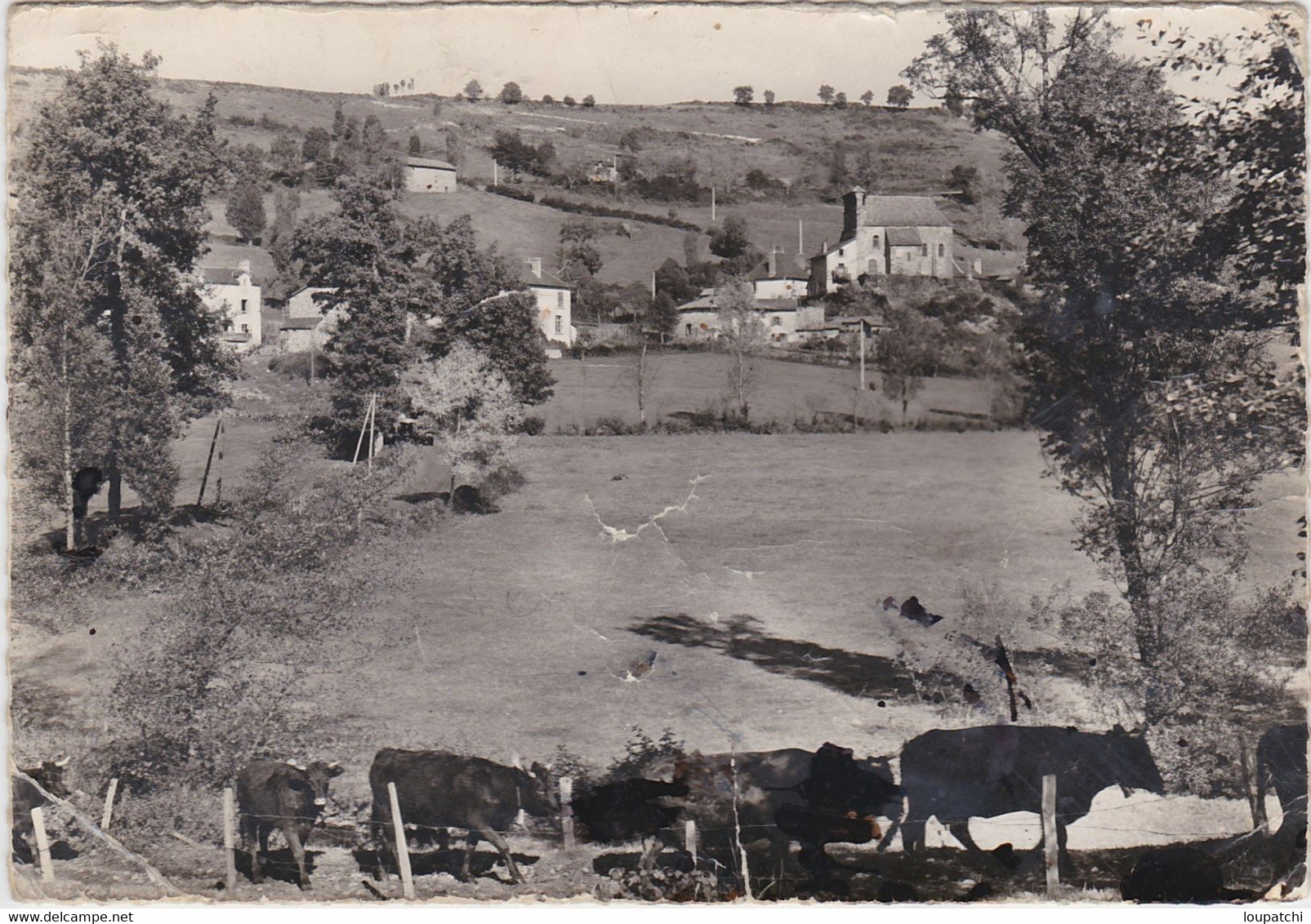 GIOU DE MAMOU ( Vaches ) - Autres & Non Classés