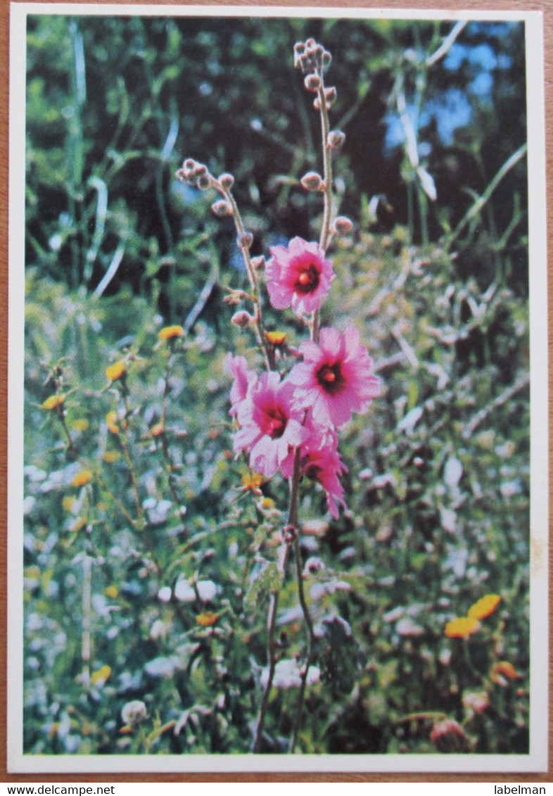 ISRAEL NEOT KDUMIM ILAN FLOWERS SHANA TOVA NEW YEAR JUDAICA PC KARTE BEST WISHES CARD POSTCARD CARTOLINA ANSICHTSKARTE - Nieuwjaar