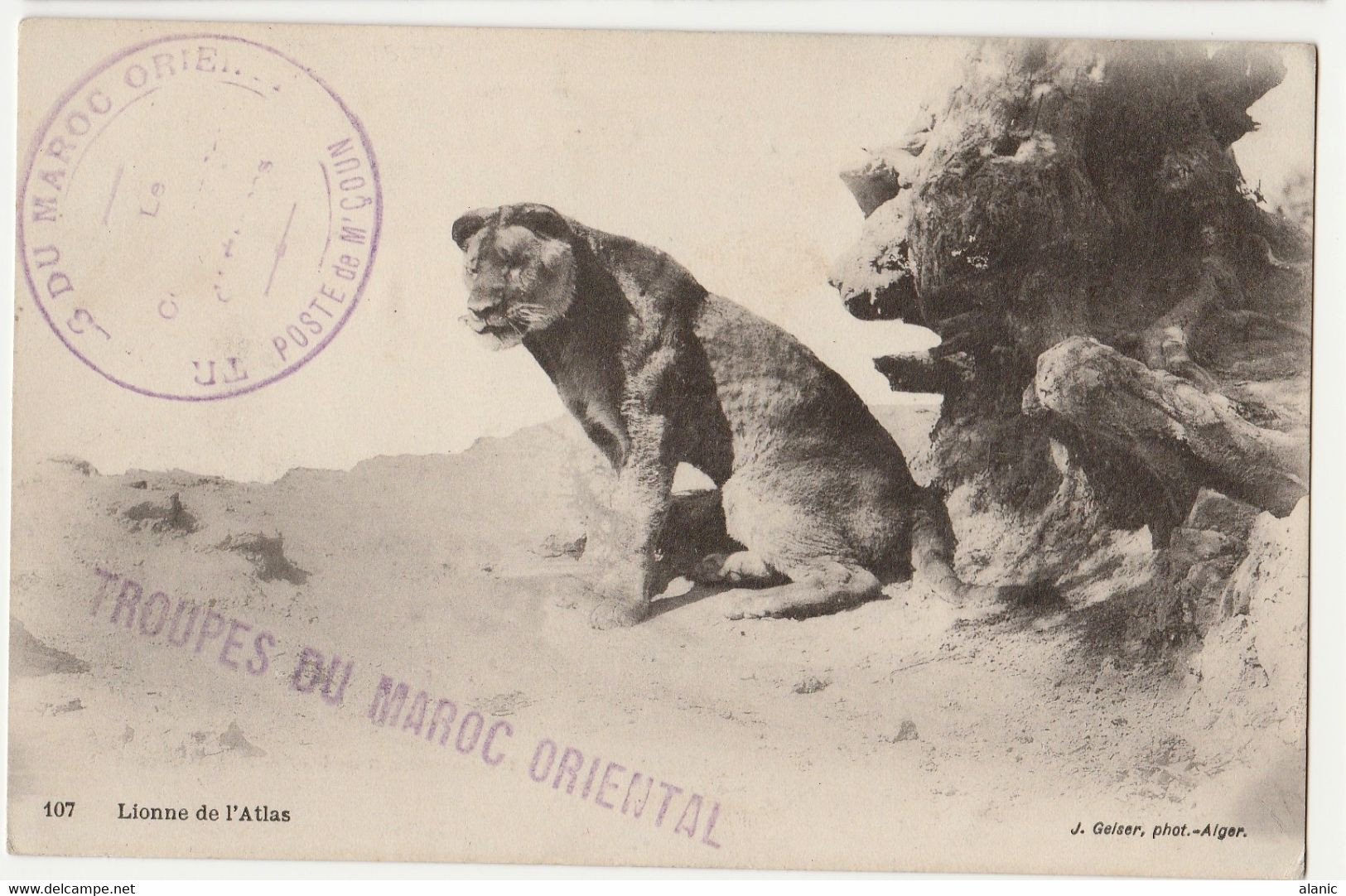 CPA BE-LIONNE DE L'ATLAS Cachet   TROUPE DU MAROC ORIENTAL- Poste De M'COUM-  13/11/1914 - Other Wars