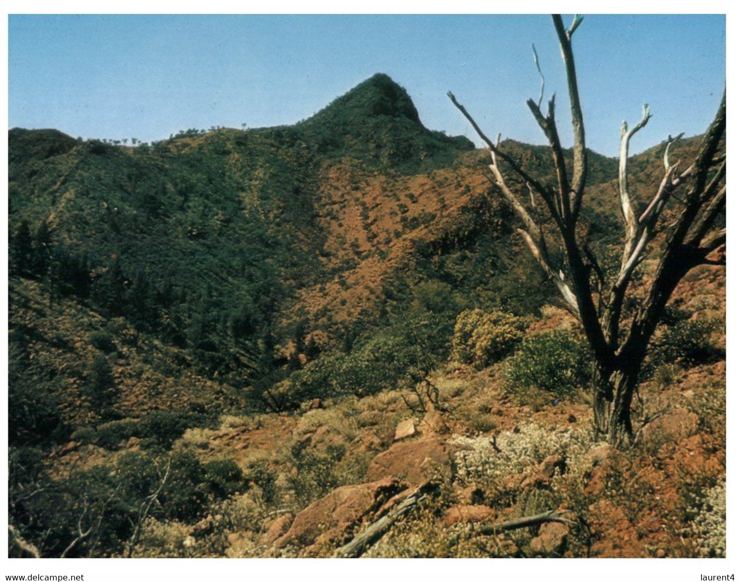 (CC 25) Australia  - SA - Flinders Ranres - Flinders Ranges