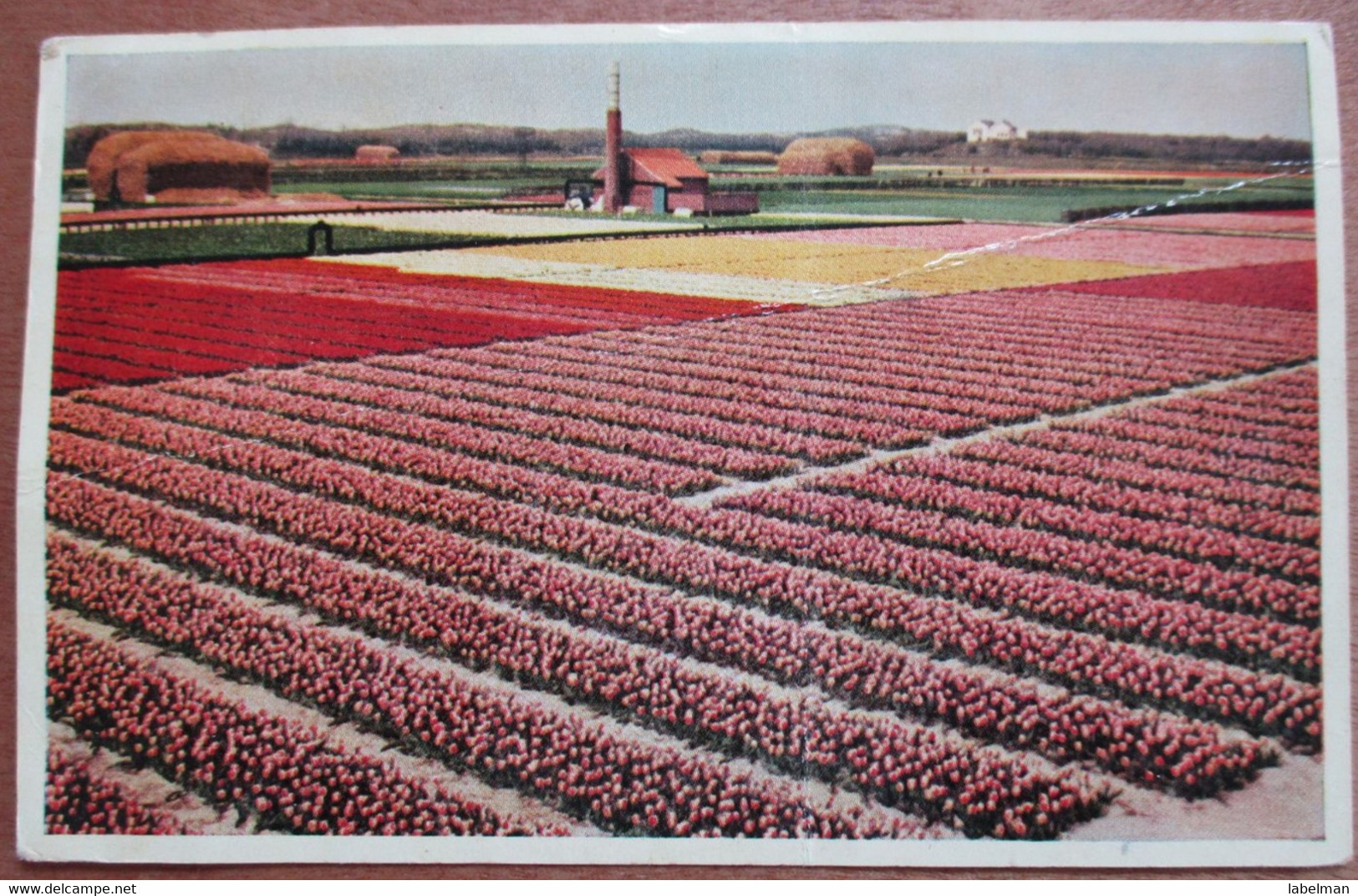 NETHERLANDS HOLLAND NOORDWIJK TULIPSBLOOMING FIELDS MUSEUM ART VINTAGE POSTCARD PC CPM CARTOLINA - Hoogezand