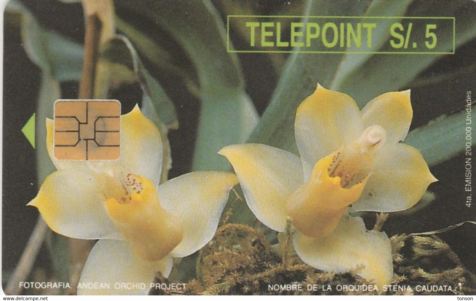 Peru, PER-TE-046 , Orchids, Stenia Caudata, (White Reverse), Flowers, 2 Scans . - Peru
