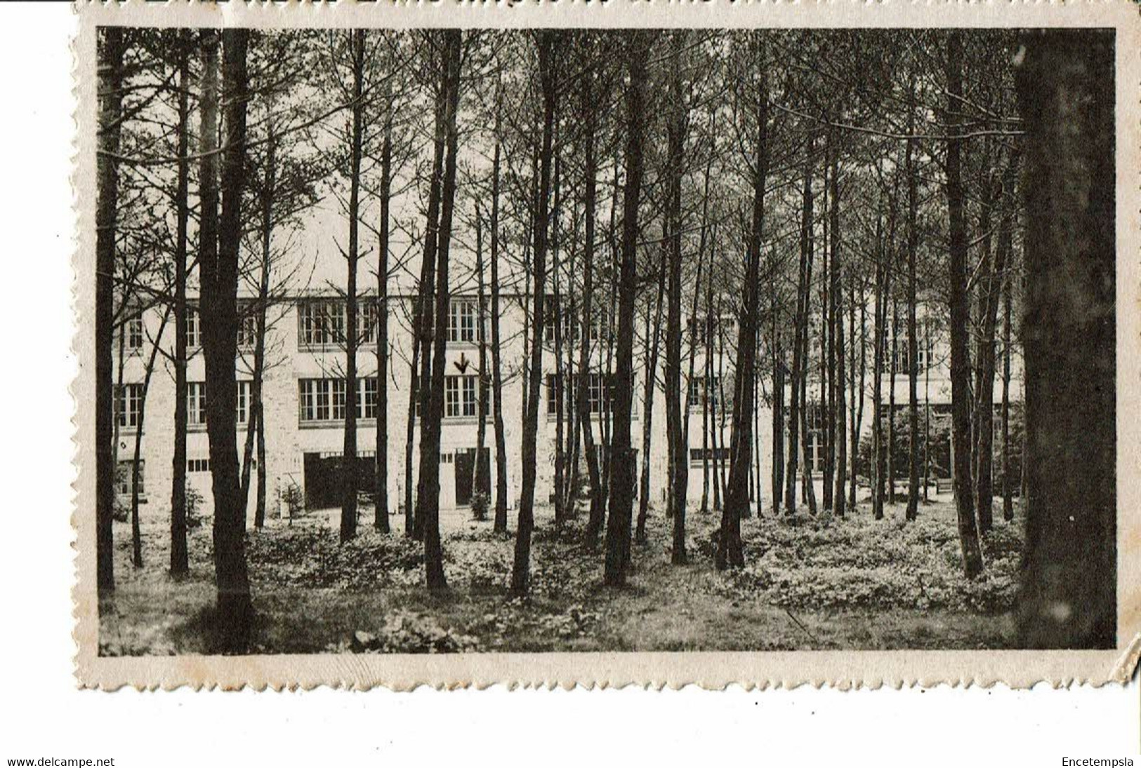 CPA Carte Postale Belgique-Harre-Dans La Sapinière Hôtel Du Vieil Hermitage 1936  VM25862d - Manhay