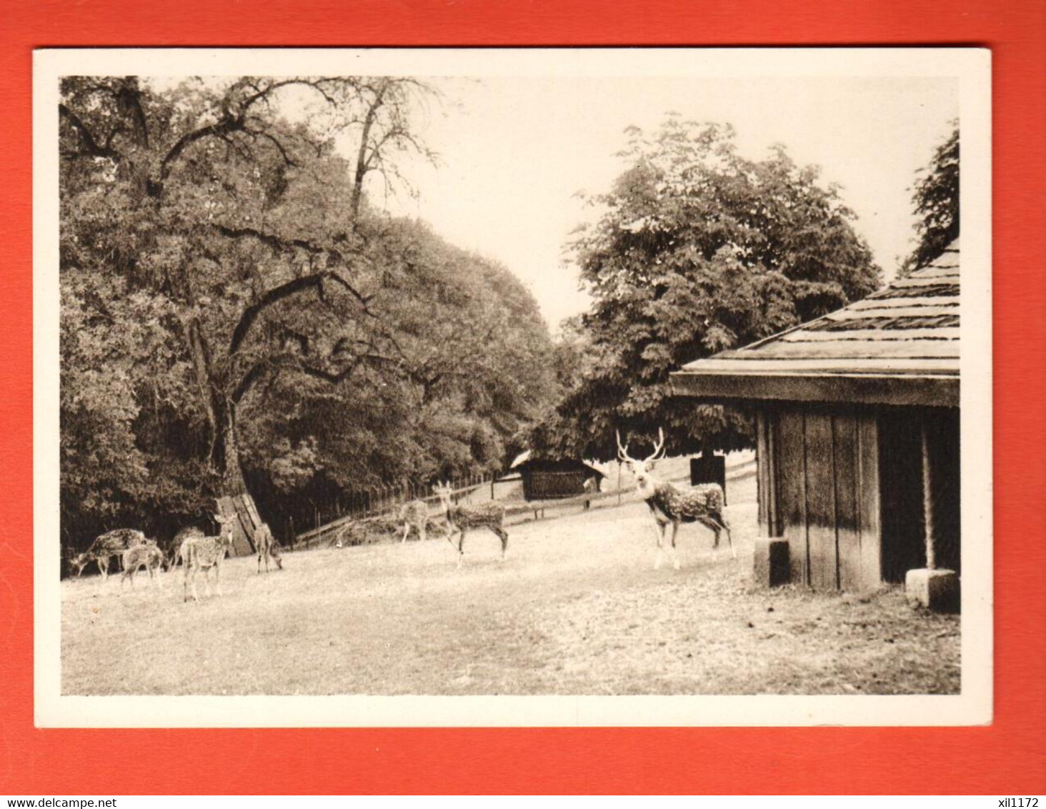 ZDD-25 Zofingen, Hirschpark. Gross Format. Nicht Gelaufen - Zofingen