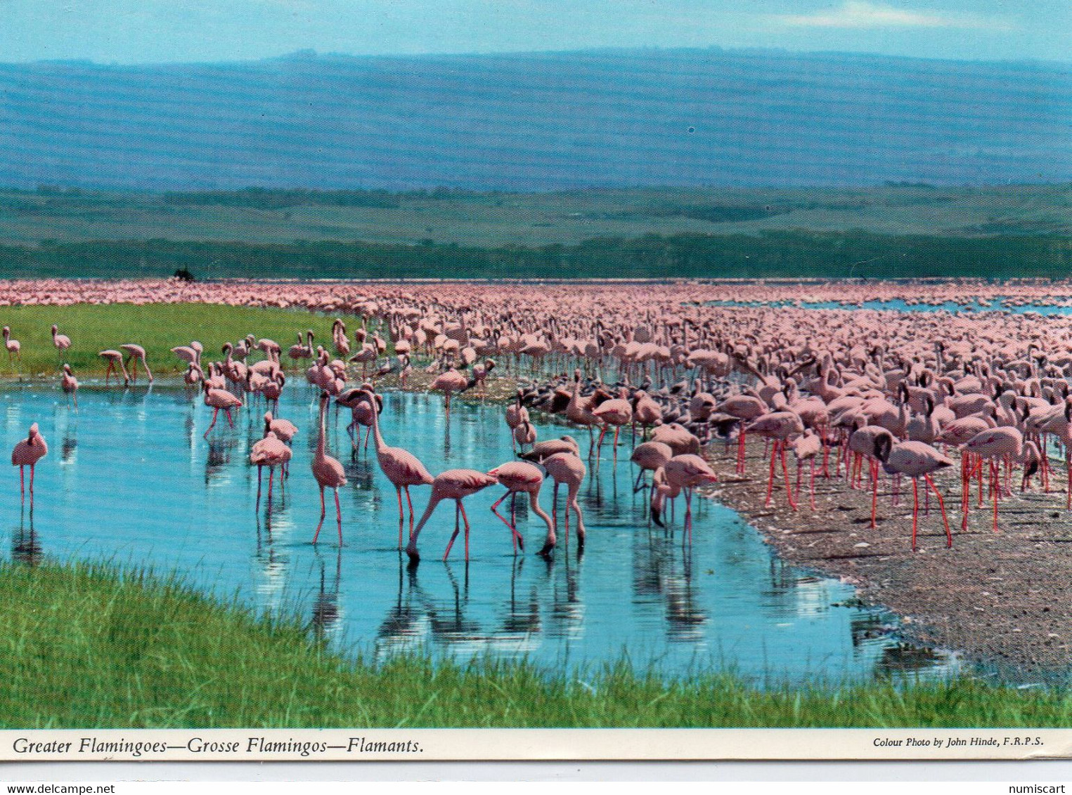 Luzaka Flamnts Roses Greater Flamingoes Zambie Zambia - Zambia