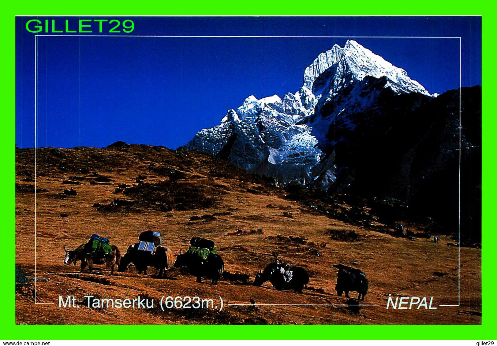 MT. TAMSERKU, NÉPAL - ANIMATED WITH YAKS -  PHOTO, HORST C. WELKER - - Népal