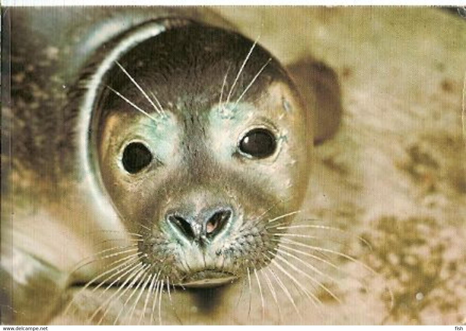 England & Marcofilia, Common Seal Phoca Vitulina, Natural History Museum,  Hounslow  Ipswich 1980 (75) - Non Classés