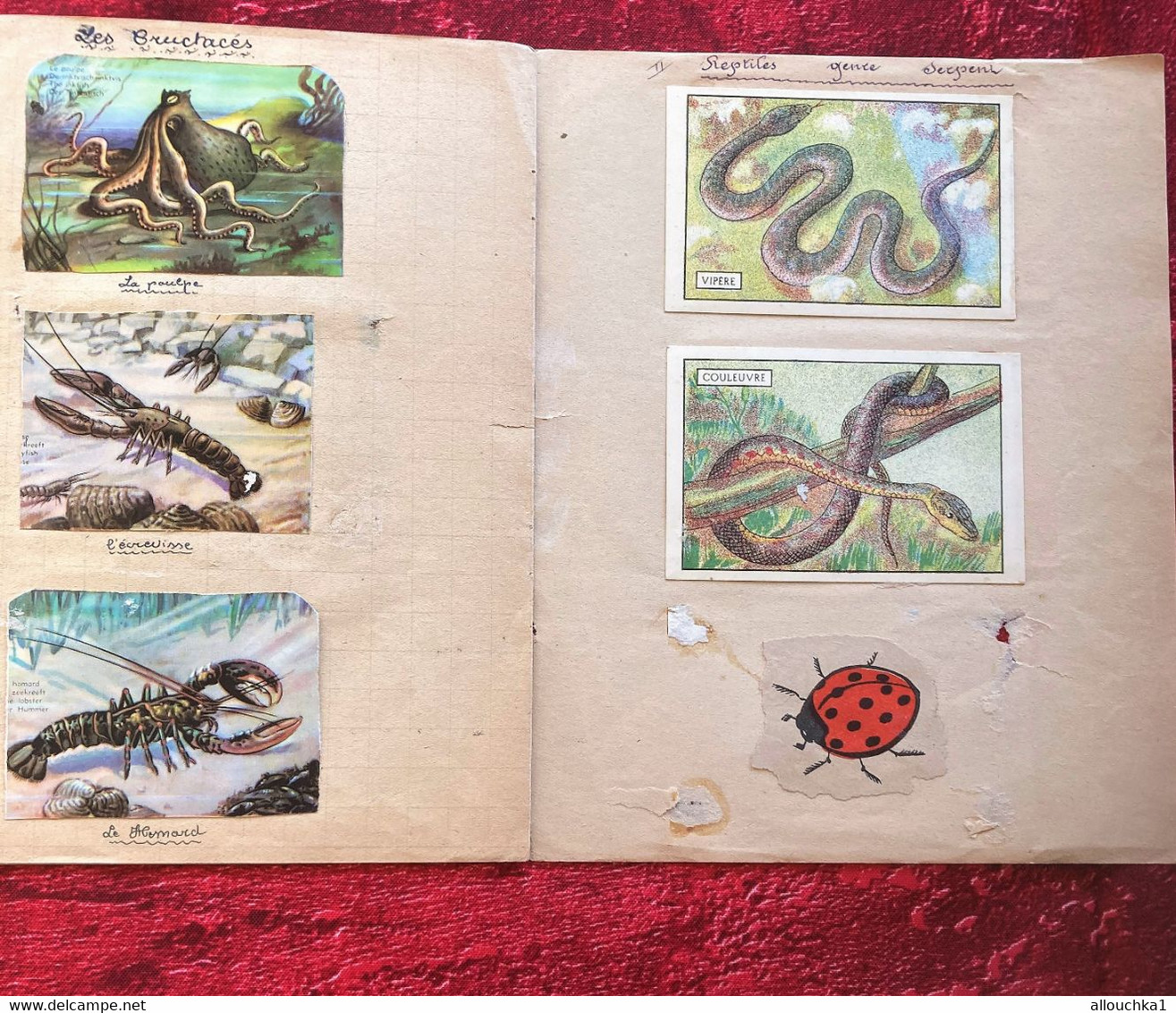 ⭐CAHIER école écolier illustré Reptiles et Batraciens avec dessins-découpes/images chromos bons points chocolat poulain