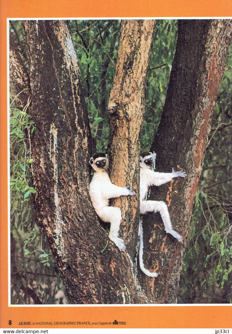 Caméléon Aepyornis Sifaka Couronne Lémur Catta Galidie Gecko Tenrec Aye-aye : Madagascar, L'Île Aux Animaux Insolites - Animals