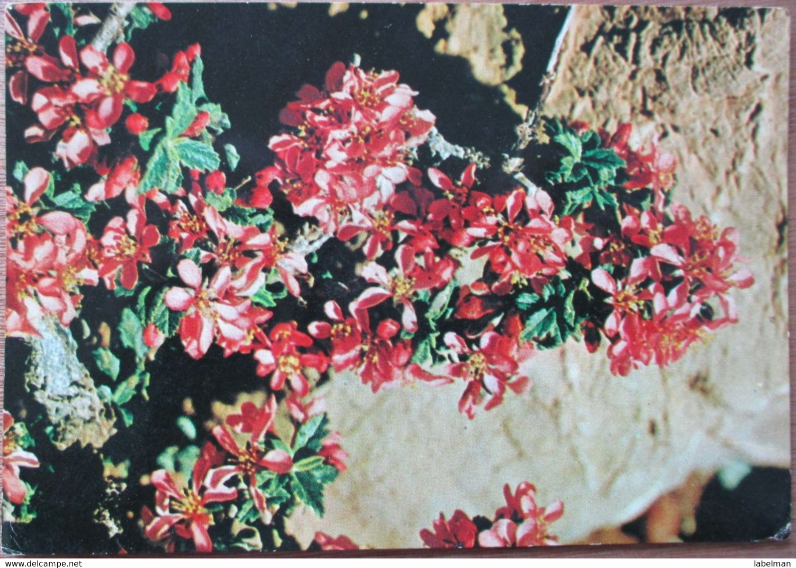 ISRAEL PALPHOT 9323 WILD CHERRY PAINTER ARTIST ART PICTURE JUDAICA CARD POSTCARD CARTOLINA ANSICHTSKARTE - Nouvel An