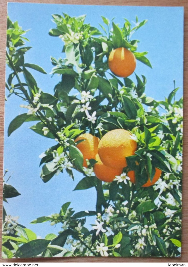 ISRAEL PALPHOT 6475 JAFFA ORANGE FLOWER WILD PICTURE JUDAICA CARD POSTCARD CARTOLINA ANSICHTSKARTE - Neujahr