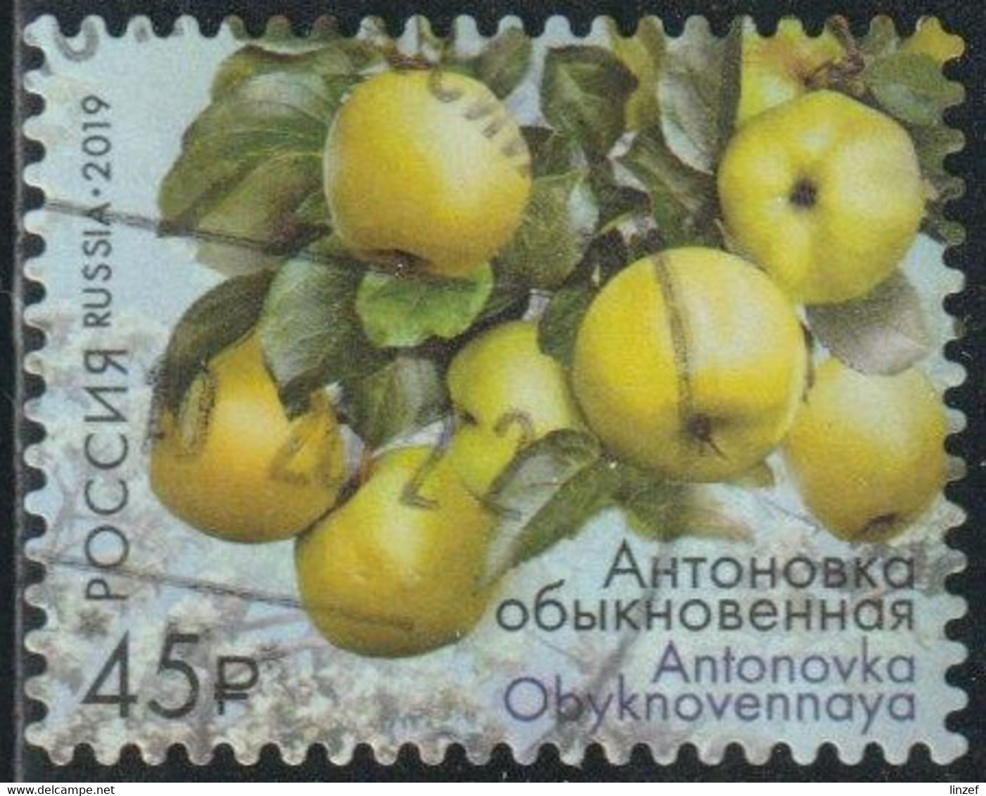 Russie 2019 Yv. N°8021 - Pommes De Russie - Antonovka Obyknovennaya- Oblitéré - Oblitérés