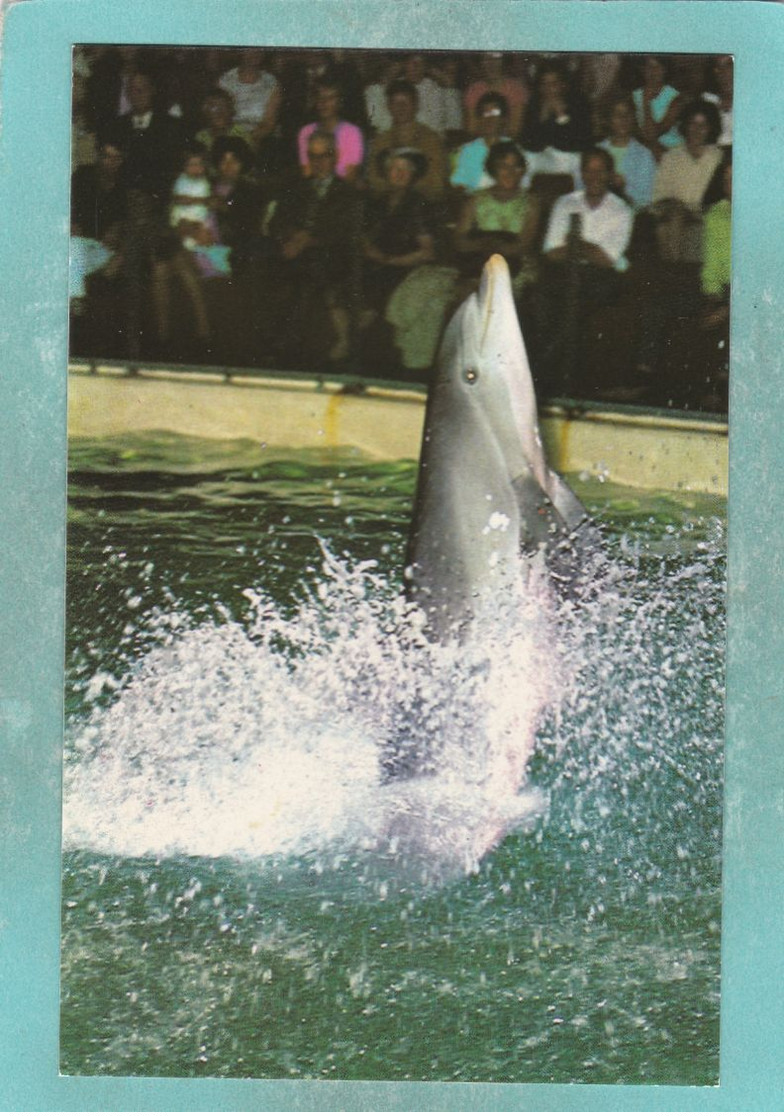 Small Postcard Of Dolphins At Brighton Aquarium,Sussex,Y115. - Delfini