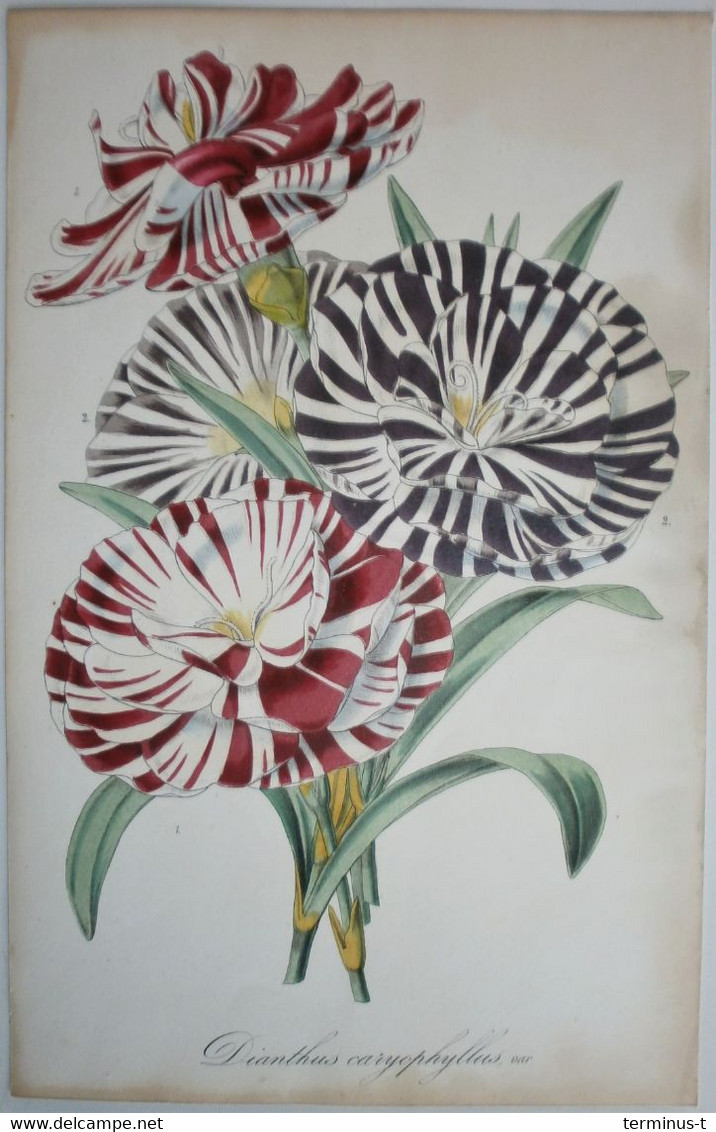 BOTANICA: Dianthus Caryophyllus: Originele 19e Eeuwse Gravure - Prints & Engravings