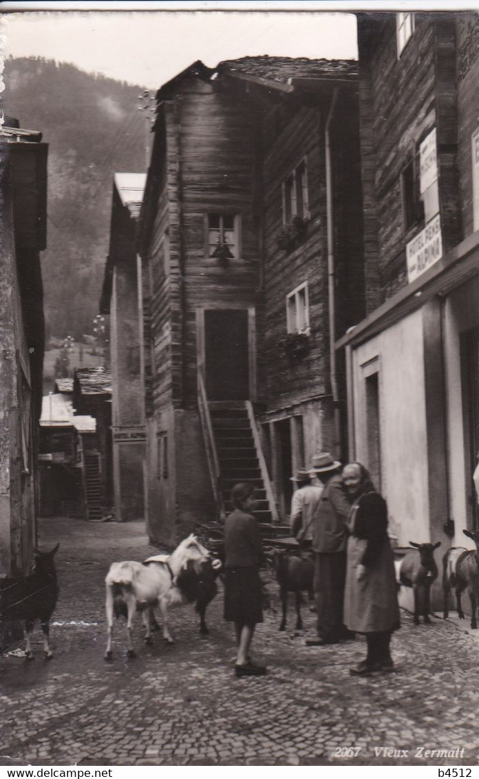 SUISSE ZERMALT , Façade Hôtel Alpina , Chèvres Dans La Rue - Altri & Non Classificati