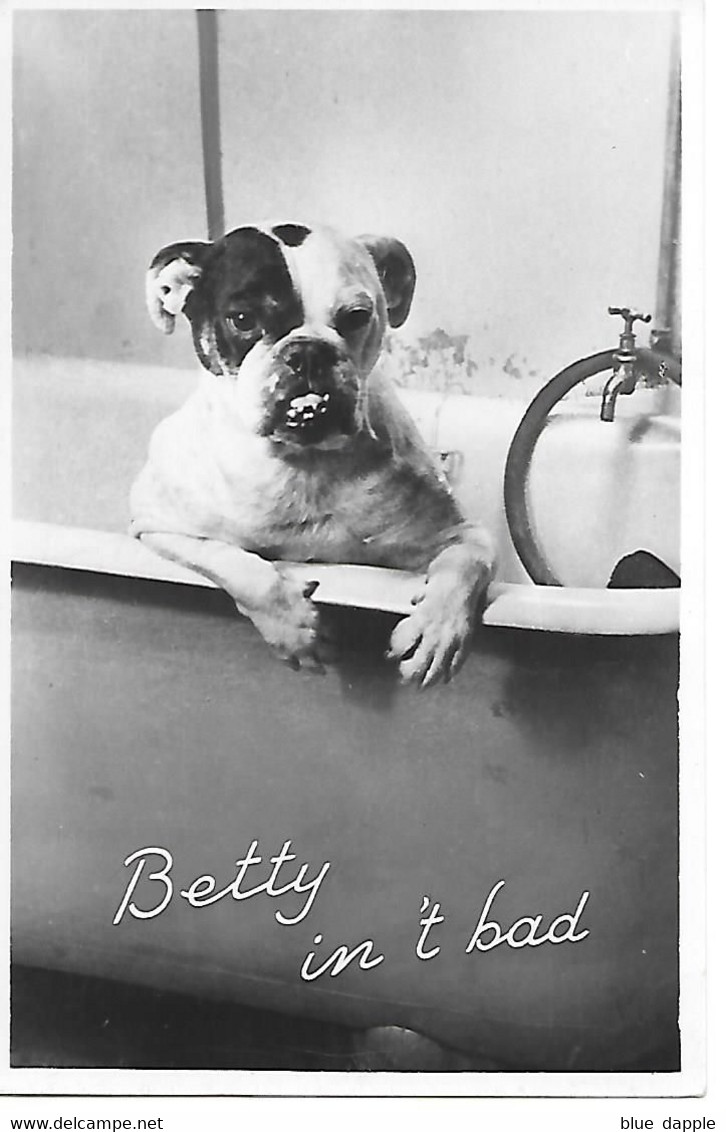 English Bulldog, Bouledogue Anglais, Englische Bulldogge, Dans La Baignoire, In Bathtub, In Der Badewanne - Hunde