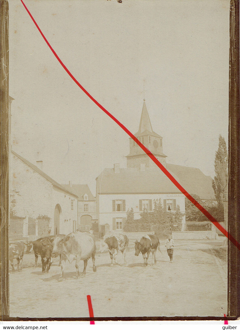 Wellin Ancienne Photo Bromurée L'église Troupeaude Vaches 9X12cm - Wellin