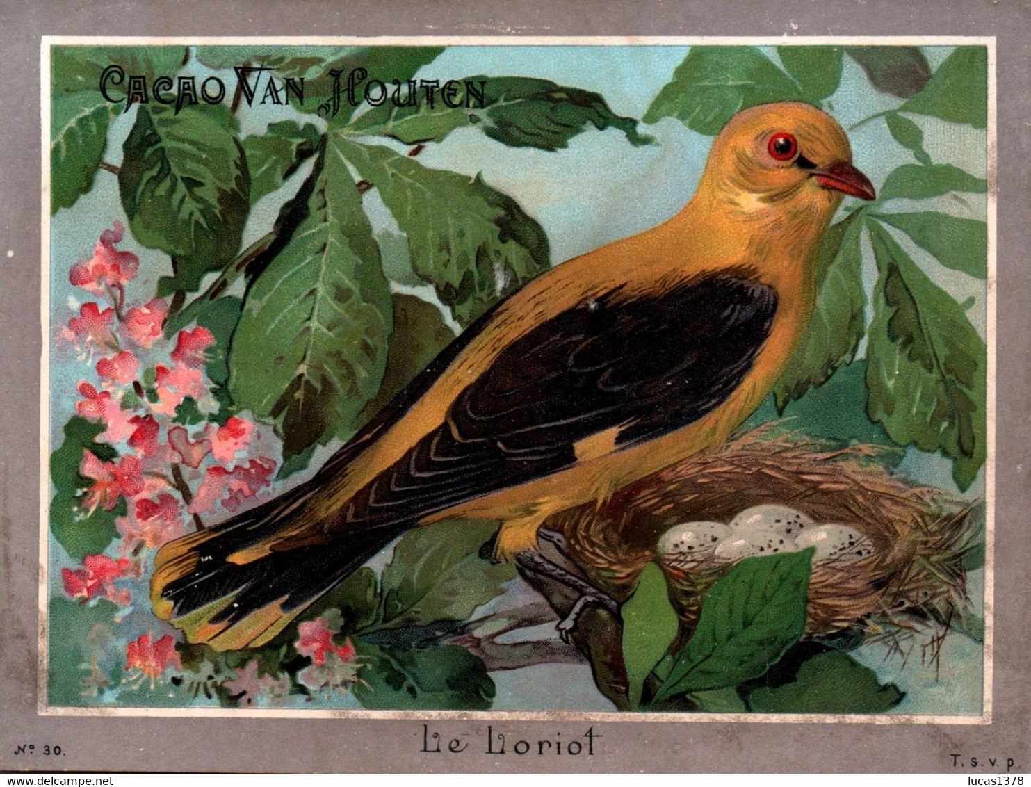 Chromo Chocolat Van Houten Oiseaux Le Loriot - Van Houten