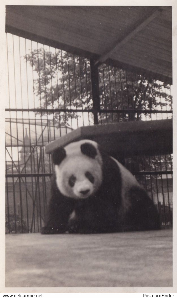 Giant Panda In Unidentified Zoo Antique Real Photo Postcard - Otros & Sin Clasificación