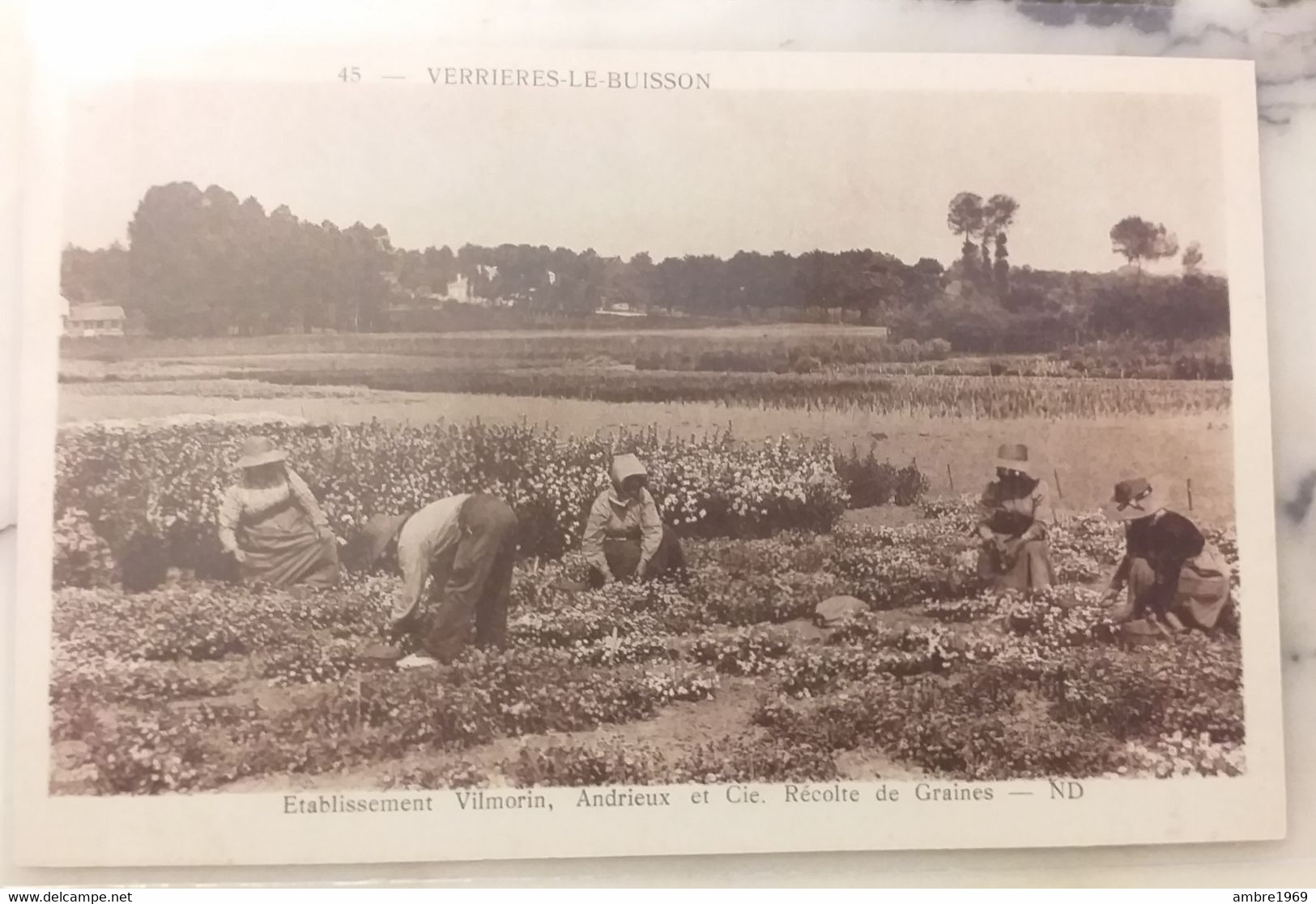 91  VERRIERES-le-BUISSON, Etablissements Villemorin-Andrieux Et Cie, Récolte De Graines - Verrieres Le Buisson