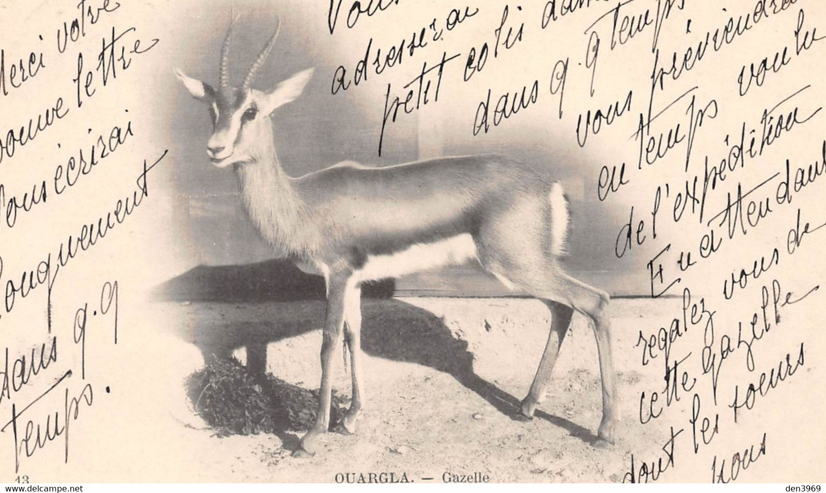 Algérie - OUARGLA - Gazelle - Ouargla