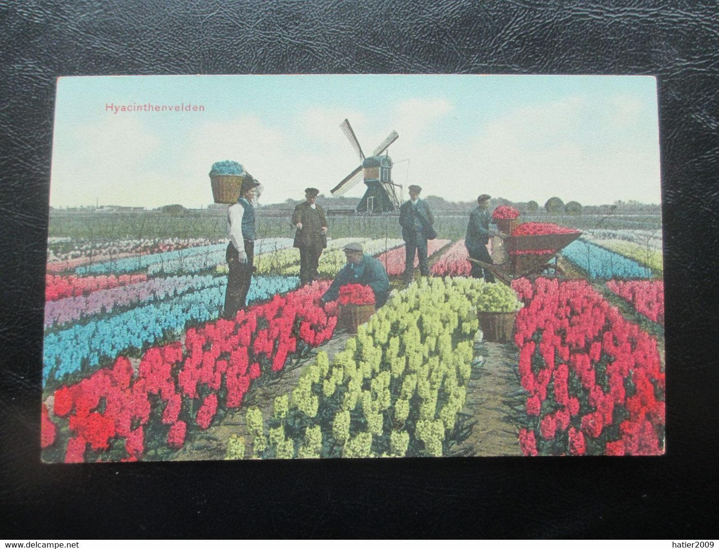 LISSE, Hyacinthenvelden - Belle Animation Avec Ouvriers Et MOULIN - Lisse