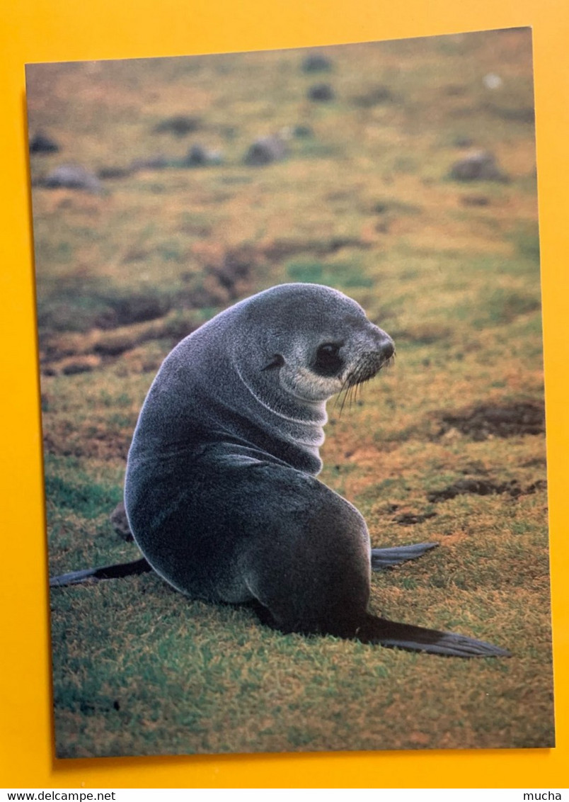 13124 -  TAAF Jeune Otarie De Kerguelen Photo A. Fatras - TAAF : Terres Australes Antarctiques Françaises