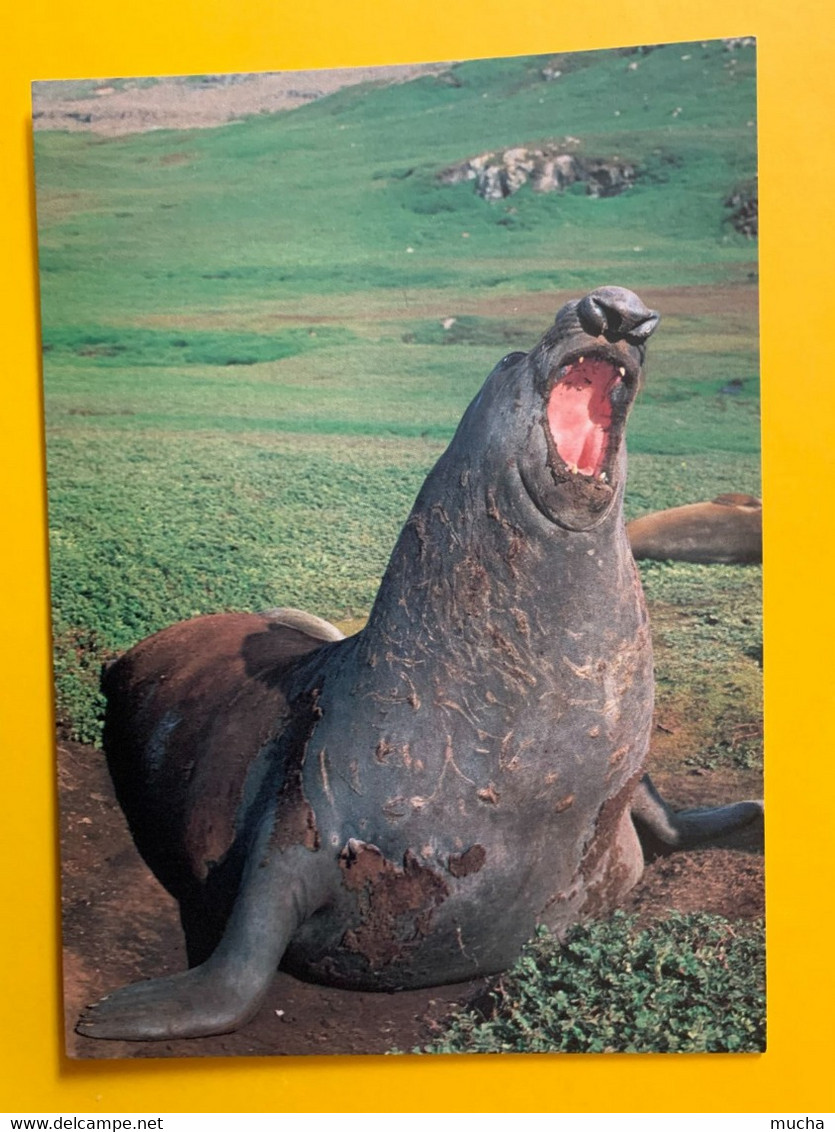 13126 -  TAAF Eléphant De Mer Mâle Kerguelen Photo A. Fatras - TAAF : Terres Australes Antarctiques Françaises