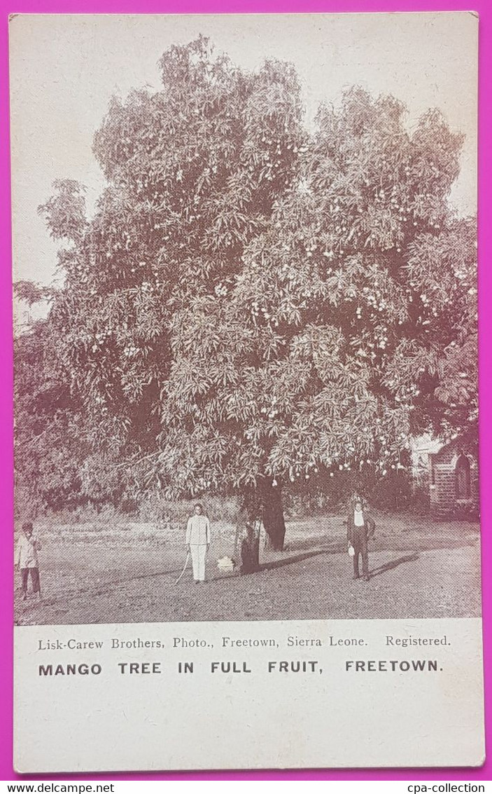 Cpa Mango Tree In Full Fruit Freetown Sierra Leone Africa Carte Postale Afrique Manguier En Floraison Culture - Sierra Leona