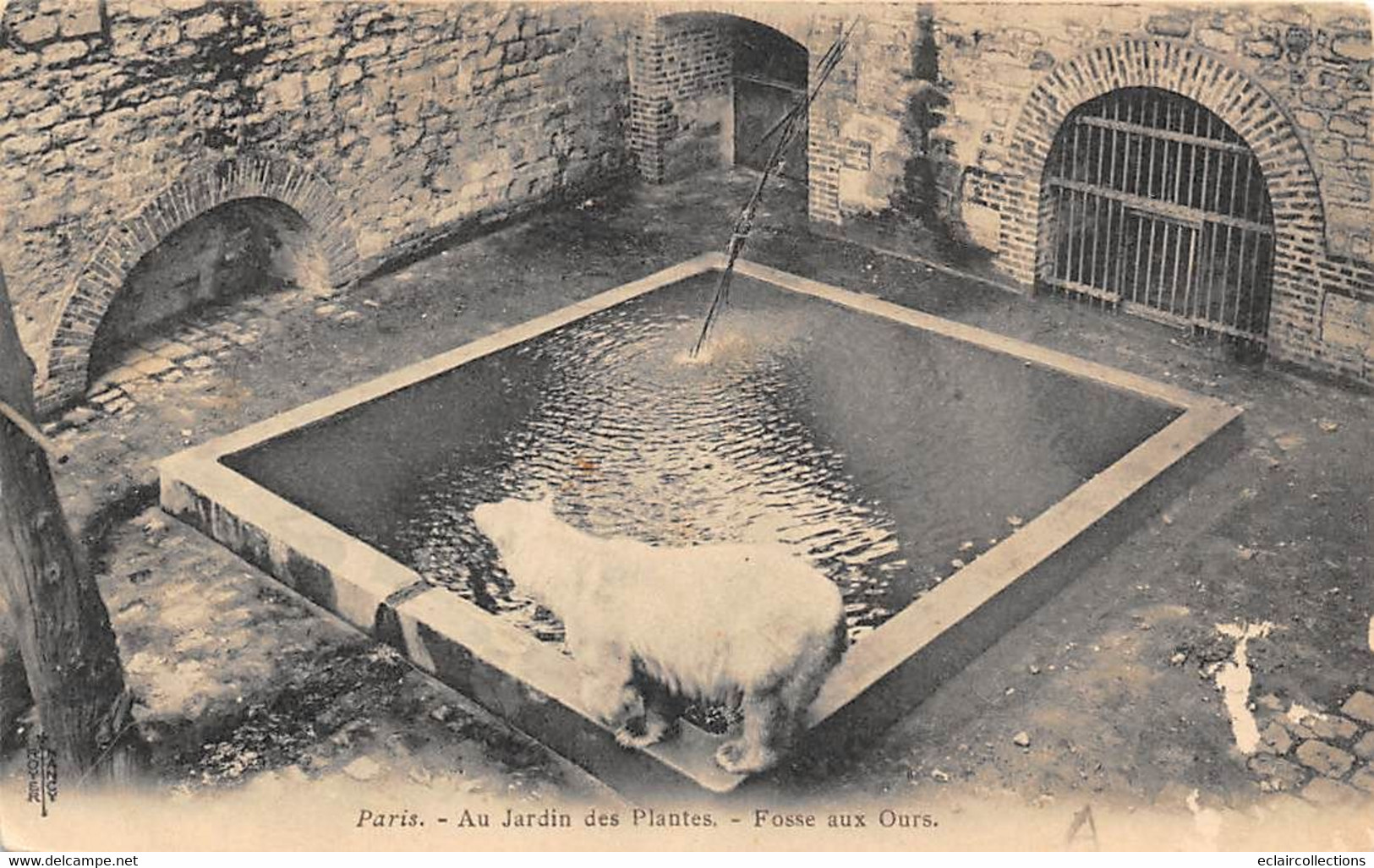 Thème:  Ours.       Paris   75  Jardin Des Plantes  Fosse Aux Ours Blancs     (voir Scan) - Bears