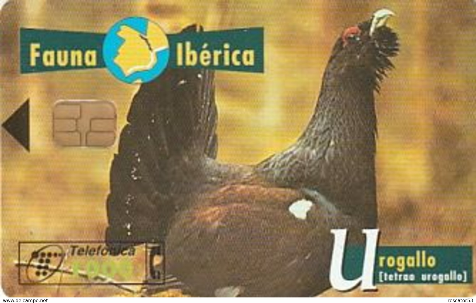 Rare Carte Téléphonique Fauna Ibérica Urogallo 1000 - Autres & Non Classés