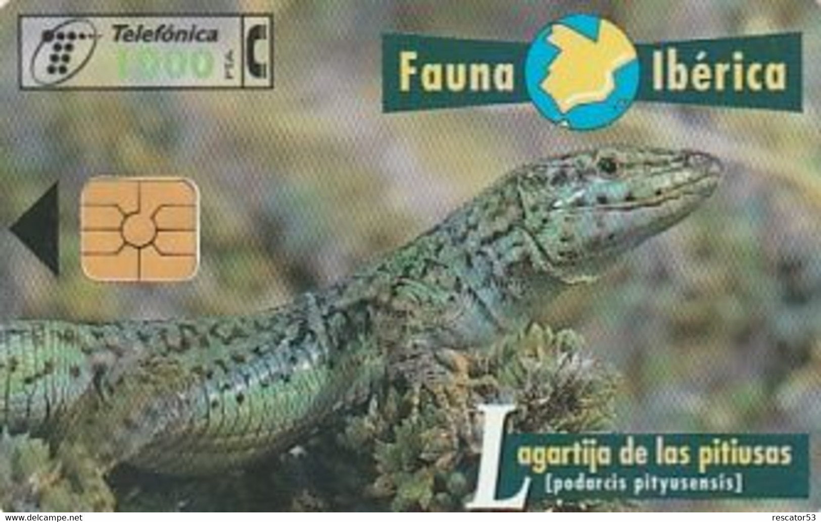 Rare Carte Téléphonique Fauna Lagartija De Las Pitiusas  1000 - Autres & Non Classés