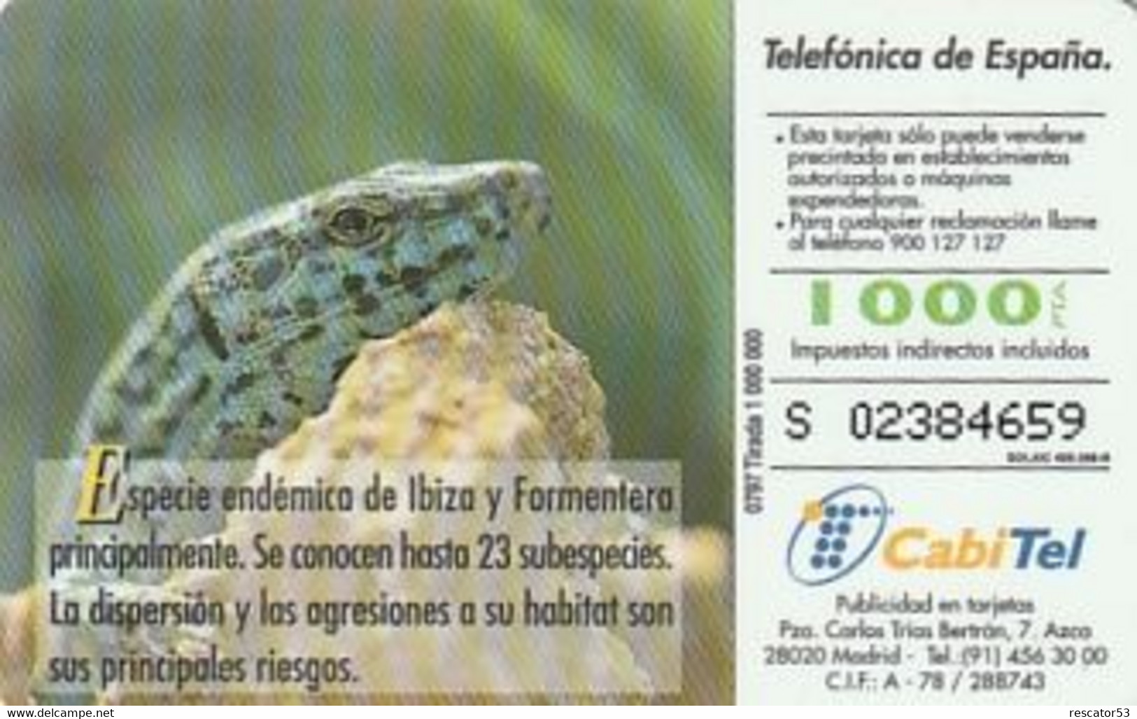 Rare Carte Téléphonique Fauna Lagartija De Las Pitiusas  1000 - Autres & Non Classés