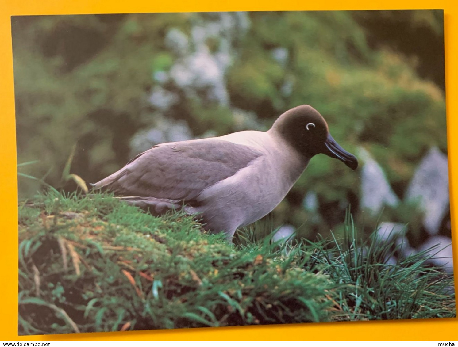 13131 -  TAAF Albatros FulIgineux à Dos Clair  Photo A. Fatras - TAAF : Terres Australes Antarctiques Françaises