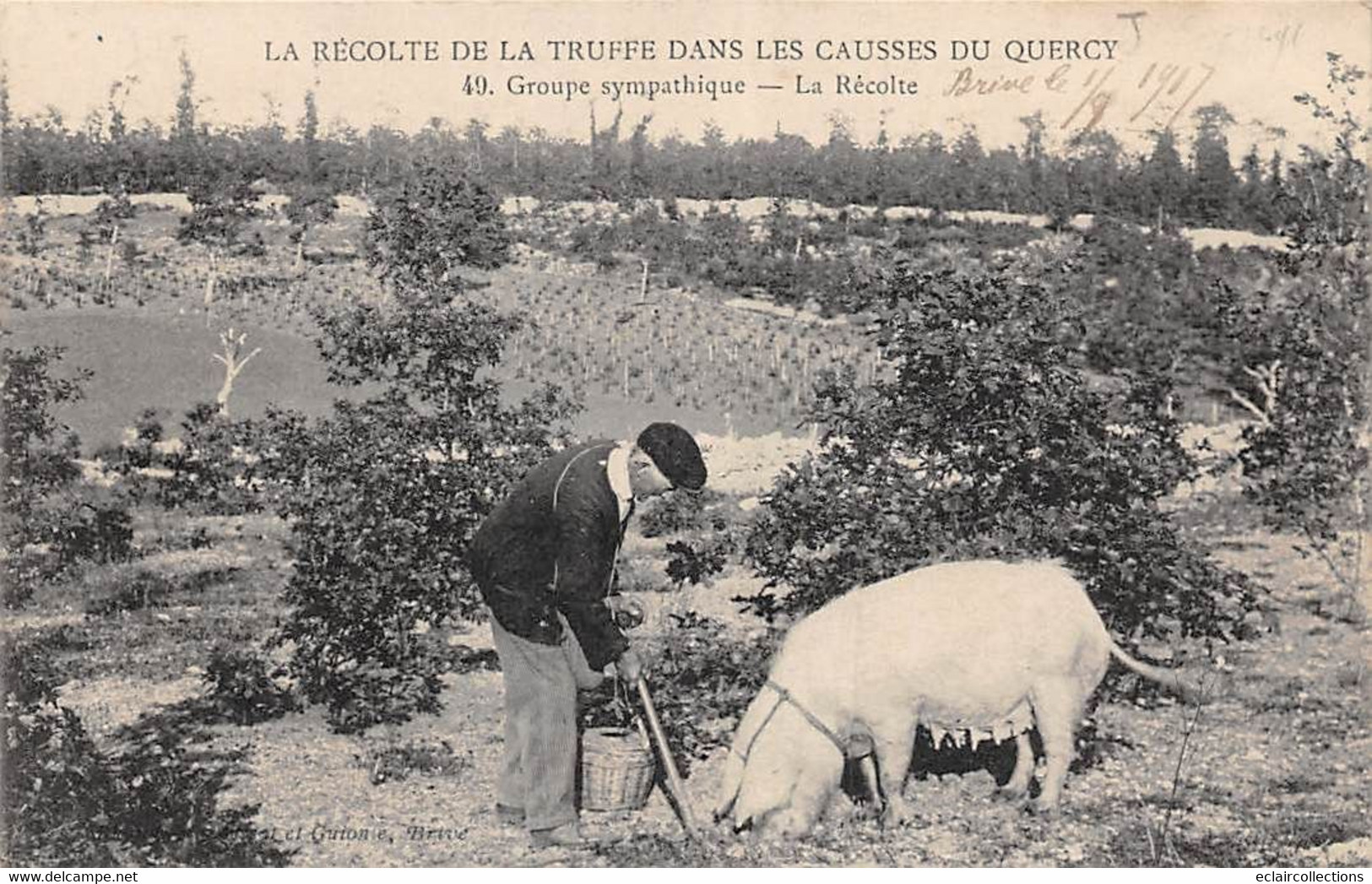 Non Classés. Divers      46     Récolte De La Truffe. Groupe. Sympathique  - Cochon - (voir Scan) - Andere & Zonder Classificatie