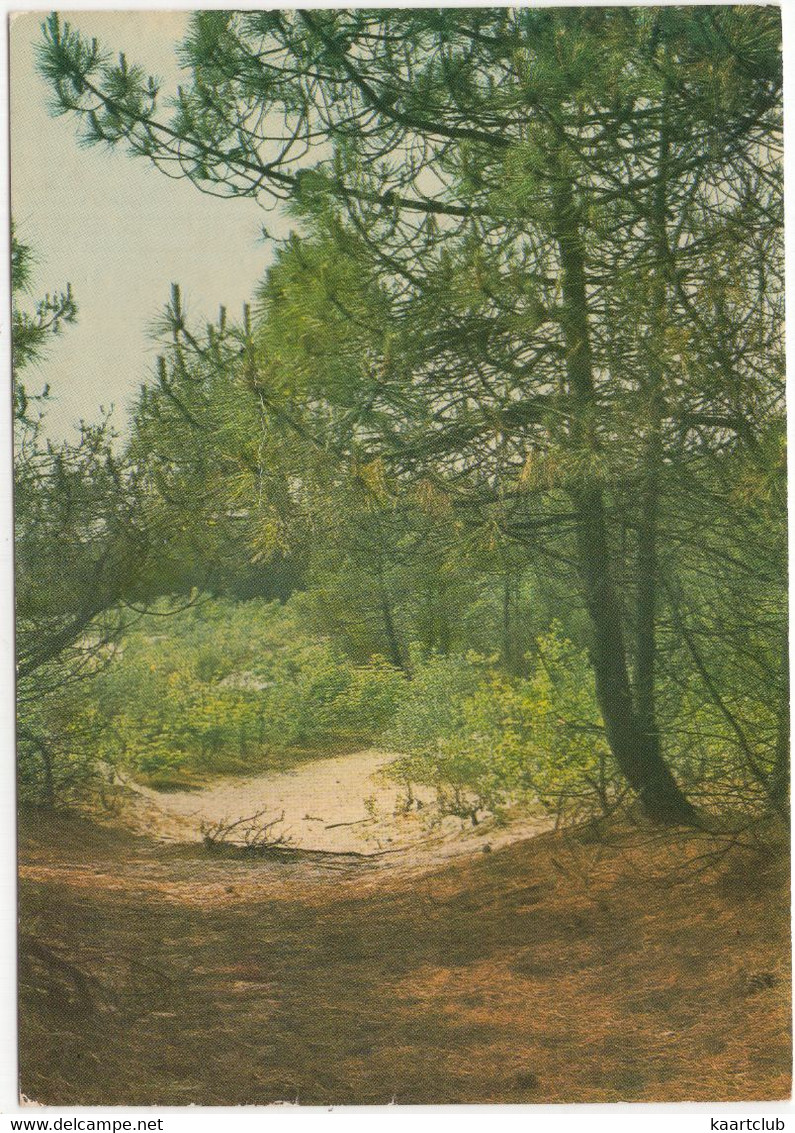 Groeten Van Het Eiland Schiermonnikoog - Bos - Schiermonnikoog