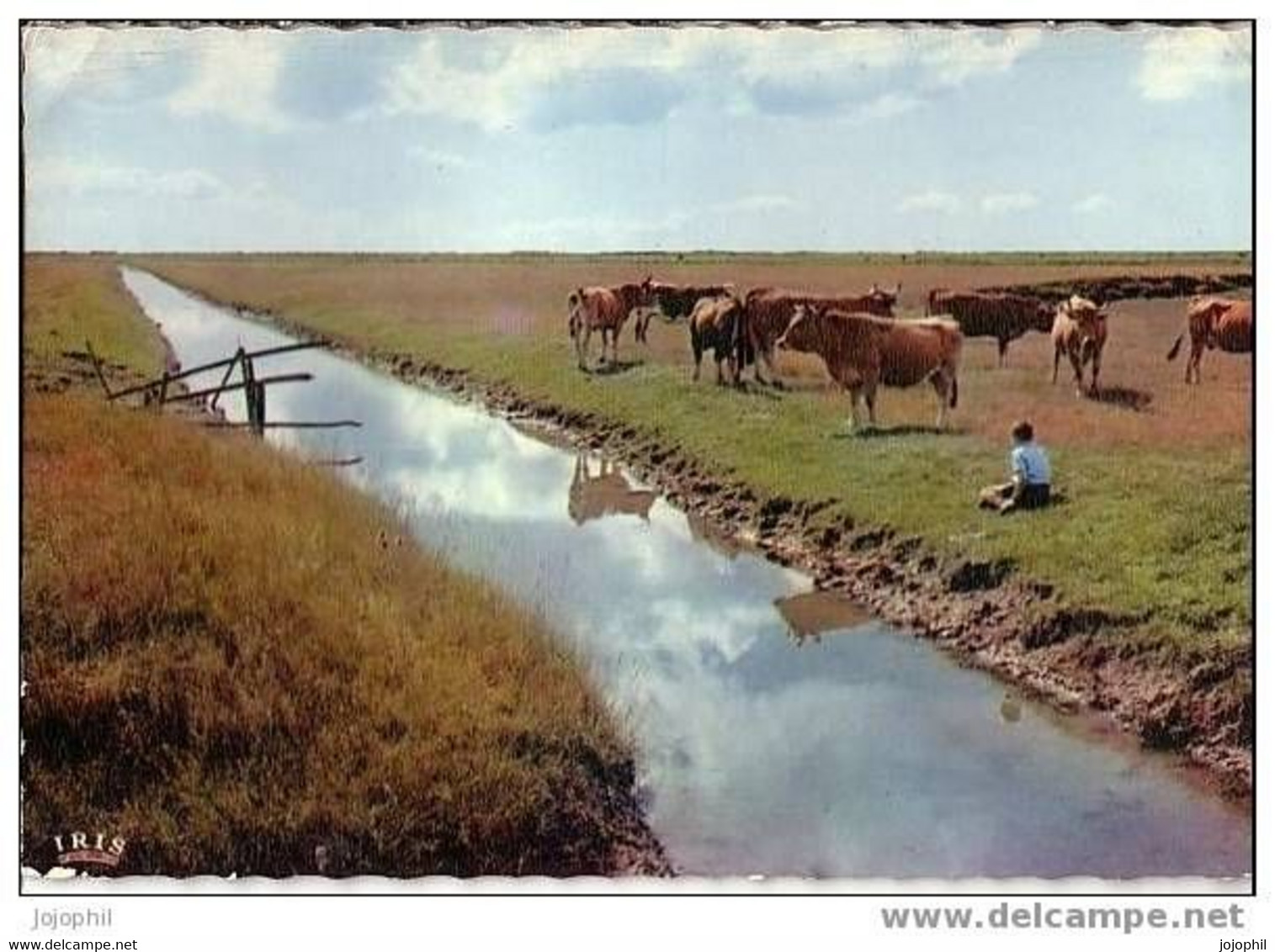 Vendée Pittoresque - Un Coin De Marais - Jeune Homme Et Vaches - Postée De La Mothe Achard - 1971 - La Mothe Achard