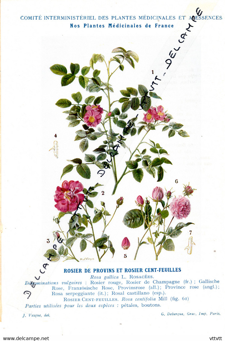 ROSIER DE PROVINS ET ROSIERS CENT-FEUILLES (1947) : Plante Médicinale, Fiche Illustrée Documentée, Recto-Verso (2 Scans) - Otros & Sin Clasificación