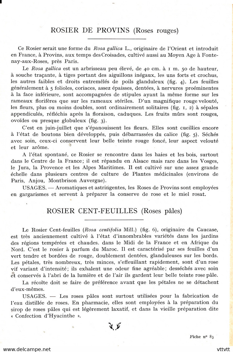 ROSIER DE PROVINS ET ROSIERS CENT-FEUILLES (1947) : Plante Médicinale, Fiche Illustrée Documentée, Recto-Verso (2 Scans) - Otros & Sin Clasificación