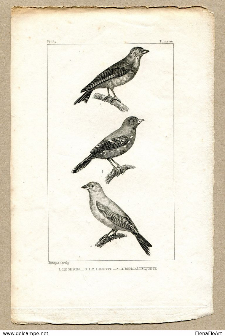 Antique Print Gravure Par Pauquet Histoire Buffon Biology Fauna Ornithology Bird Canary Linnet Bengali Piquete - Prenten & Gravure