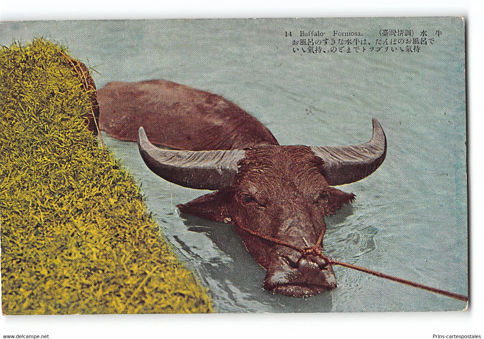 CPA Taiwan Formose Water Buffalo - Taiwán